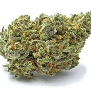 White Buffalo Strain